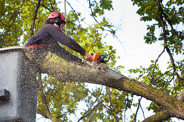 Mulching Services in Valley City, ND